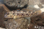 round goby (Neogobius melanostomus)