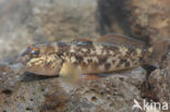 round goby (Neogobius melanostomus)