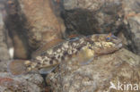 round goby (Neogobius melanostomus)