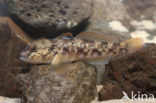 round goby (Neogobius melanostomus)