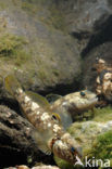 round goby (Neogobius melanostomus)