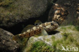 round goby (Neogobius melanostomus)