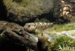 round goby (Neogobius melanostomus)