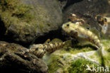 round goby (Neogobius melanostomus)