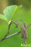 black alder (Alnus glutinosa)