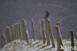 Carrion Crow (Corvus corone)