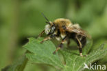 Anthophora retusa