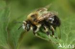 Zwarte sachembij (Anthophora retusa) 