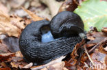 black arion (Arion ater)
