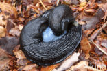 black arion (Arion ater)