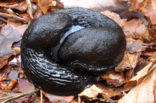 black arion (Arion ater)