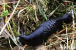 black arion (Arion ater)