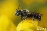 Zwartgespoorde houtmetselbij (Osmia leucomelana)