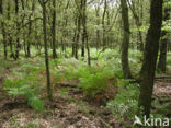 Western brackenfern (Pteridium aquilinum)