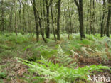 Western brackenfern (Pteridium aquilinum)