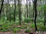 Western brackenfern (Pteridium aquilinum)