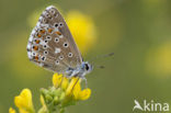 Adonisblauwtje (Polyommatus bellargus)