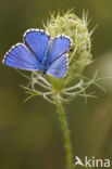 Adonisblauwtje (Polyommatus bellargus)