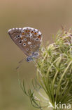 Adonisblauwtje (Polyommatus bellargus)