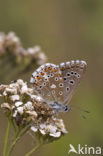 Adonisblauwtje (Polyommatus bellargus)