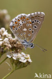 Adonisblauwtje (Polyommatus bellargus)