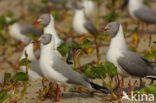 Afrikaanse Grijskopmeeuw (Larus cirrocephalus poiocephalus)