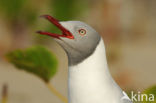 Afrikaanse Grijskopmeeuw (Larus cirrocephalus poiocephalus)