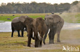 Afrikaanse olifant (Loxodonta africana) 