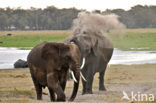 Afrikaanse olifant (Loxodonta africana) 