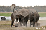 Afrikaanse olifant (Loxodonta africana) 