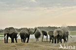 Afrikaanse olifant (Loxodonta africana) 