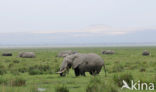 African elephant (Loxodonta africana) 