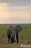 Afrikaanse olifant (Loxodonta africana) 