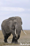 African elephant (Loxodonta africana) 