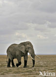 African elephant (Loxodonta africana) 