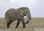 African elephant (Loxodonta africana) 