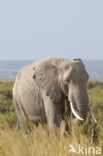 African elephant (Loxodonta africana) 