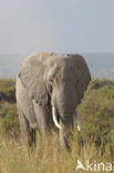 African elephant (Loxodonta africana) 