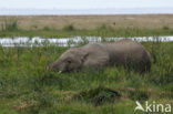 African elephant (Loxodonta africana) 