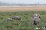 Afrikaanse olifant (Loxodonta africana) 