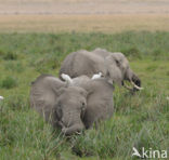 African elephant (Loxodonta africana) 