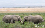 African elephant (Loxodonta africana) 