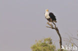 Afrikaanse Zeearend (Haliaeetus vocifer)