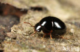 Agathidium atrum