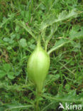 Creeping Thistle (Cirsium arvense)