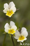 Akkerviooltje (Viola arvensis)