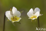 Akkerviooltje (Viola arvensis)