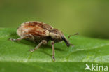 alfalfa weevil (Hypera postica)
