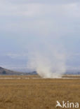 Amboseli National Park