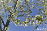 Apple tree (Malus spec.)